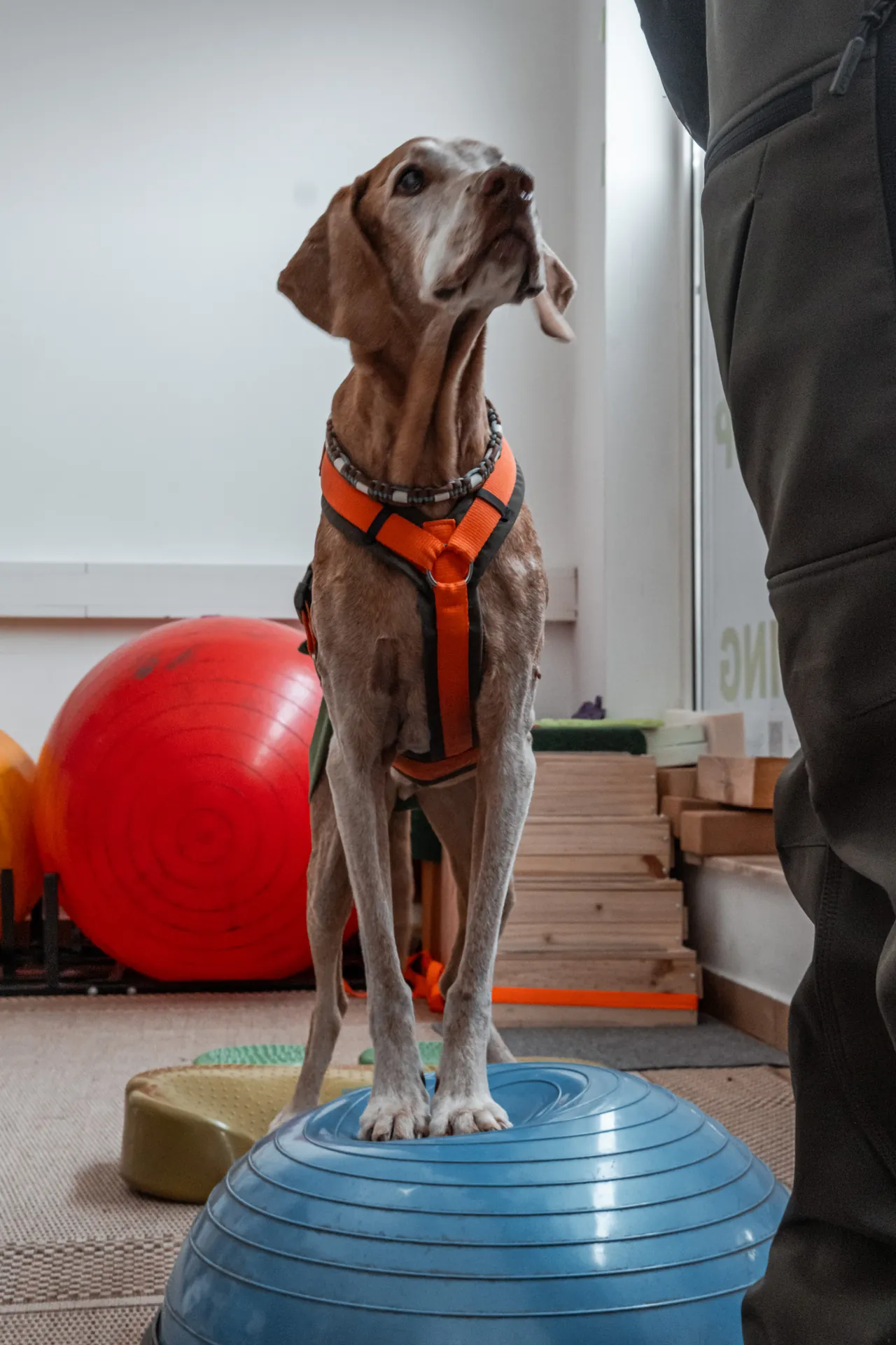Coonhound auf blauem Balance-Pad – Koordinationstraining