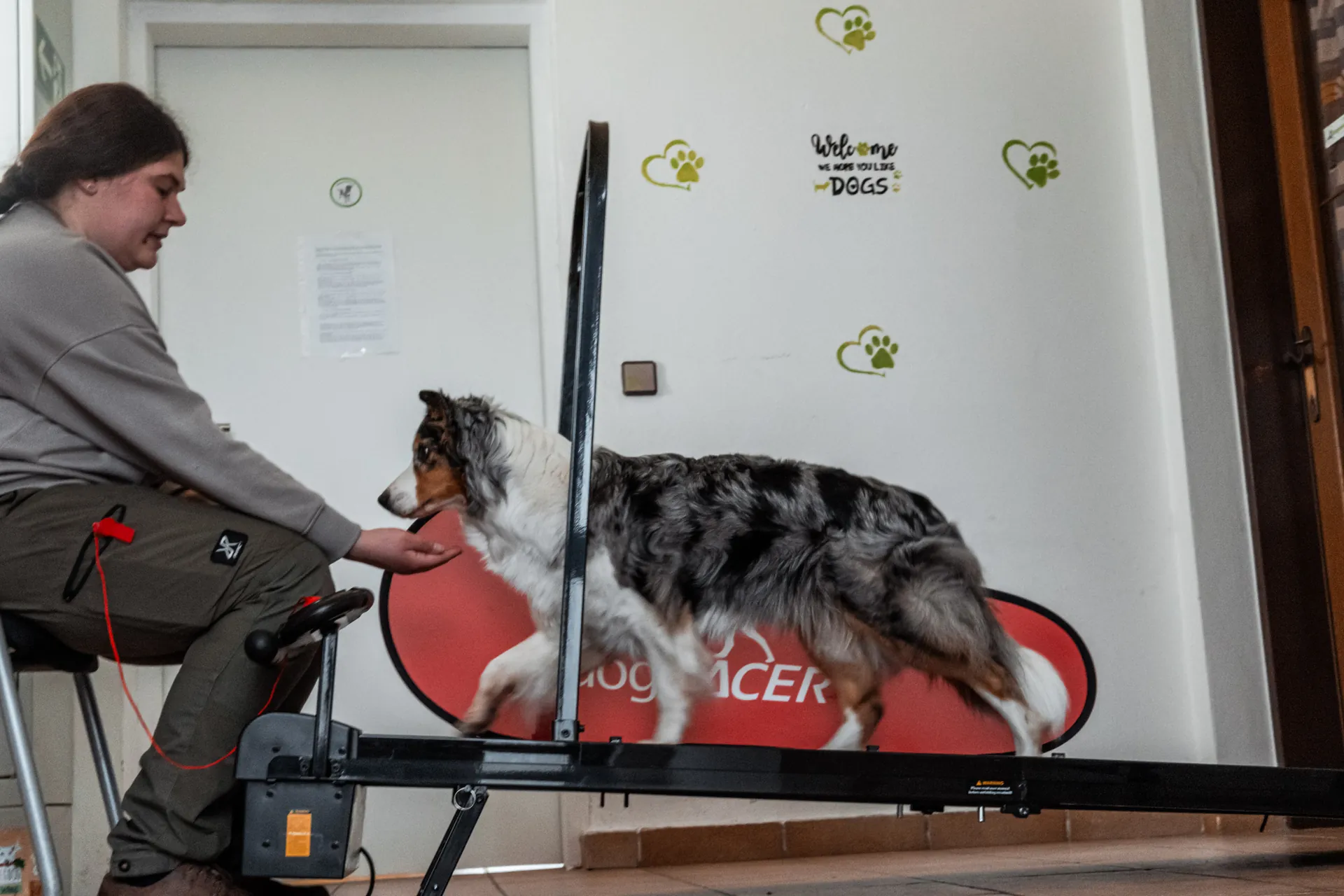 Border Collie auf Hunde-Laufband mit Trainerin