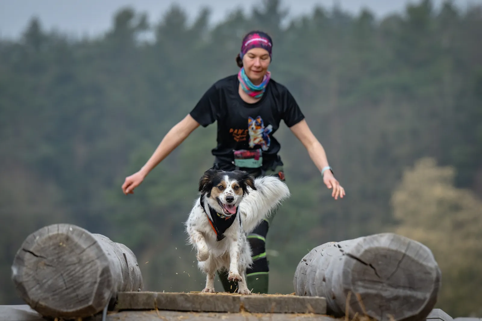 Canicross Hund springt über Holzstämme – Hindernisparcours