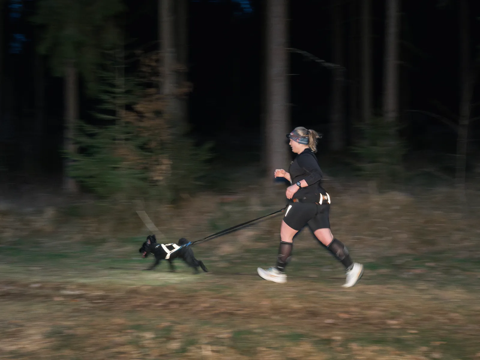 Canicross Nachtlauf mit Stirnlampe im Wald