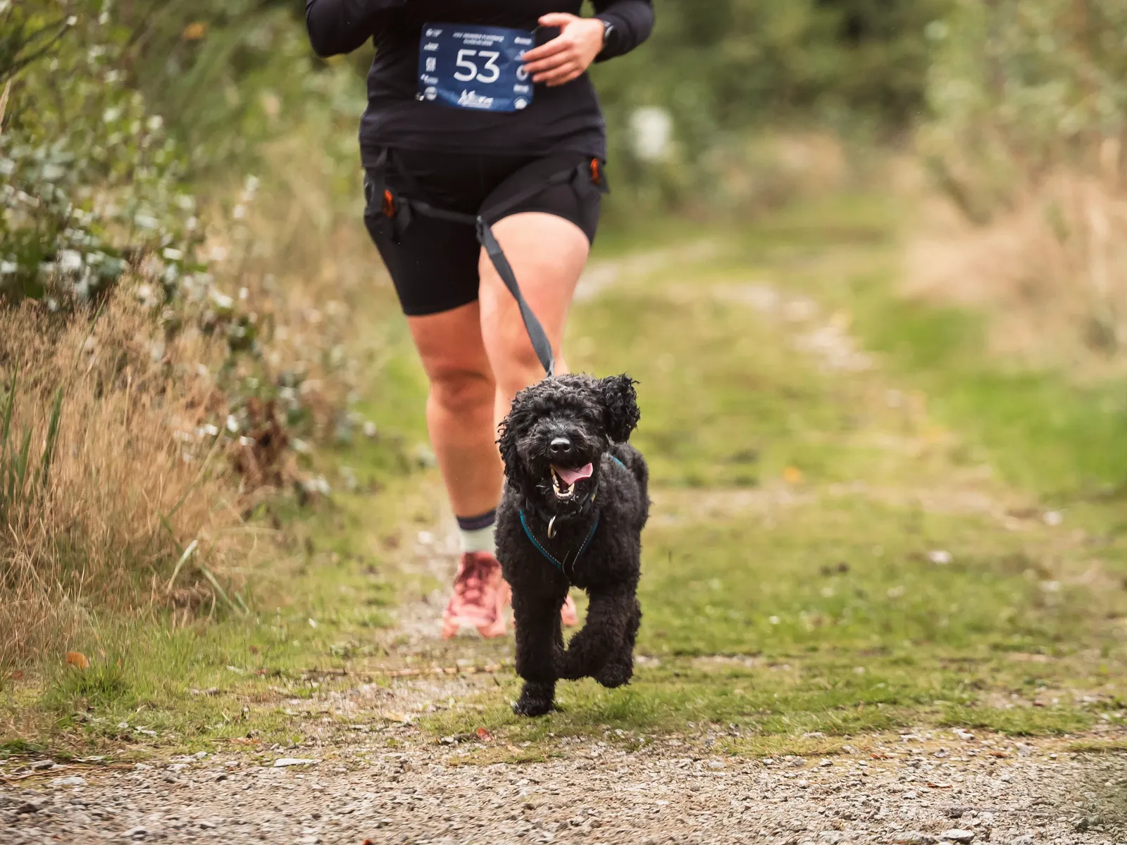 Zughundesport Canicross – Hund läuft auf Trail