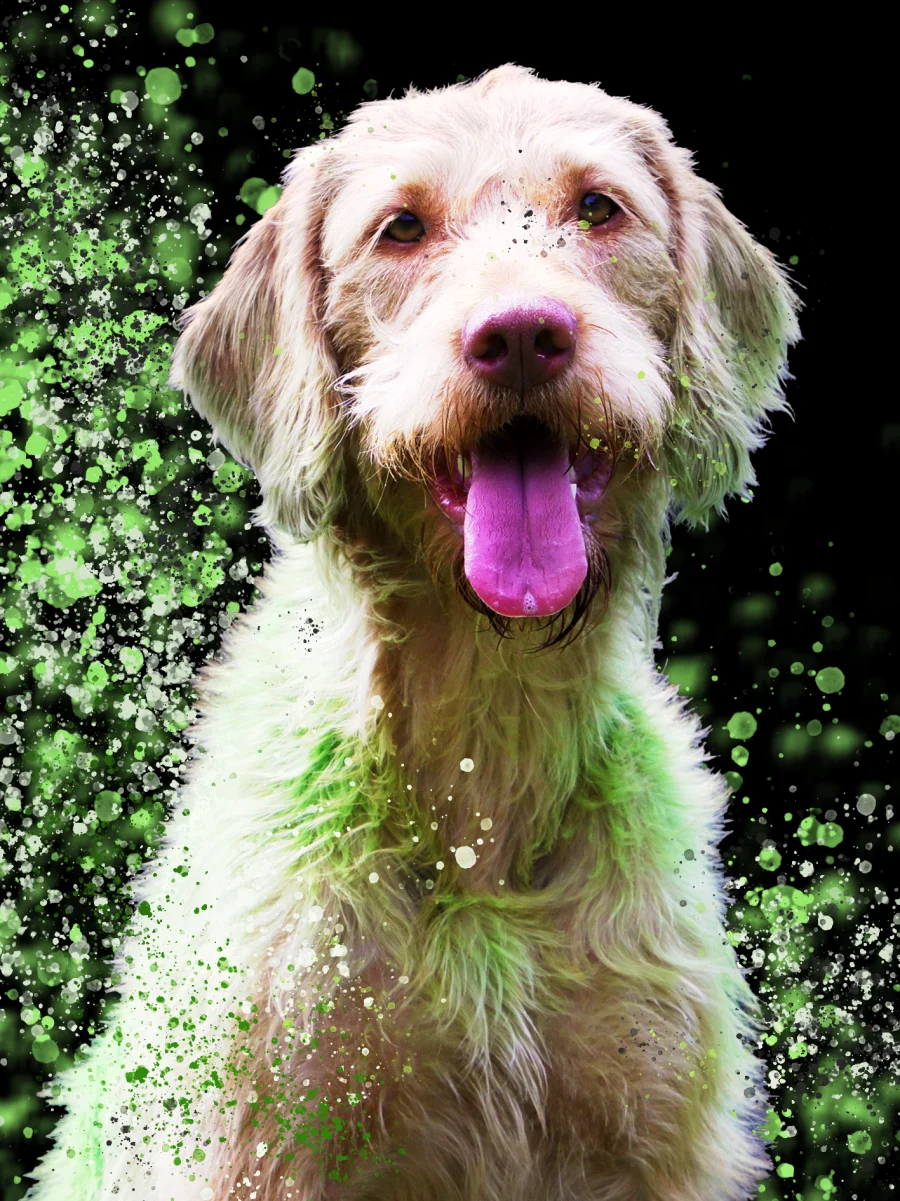 Dogrelation – eine besondere Beziehung zwischen Mensch und Hund