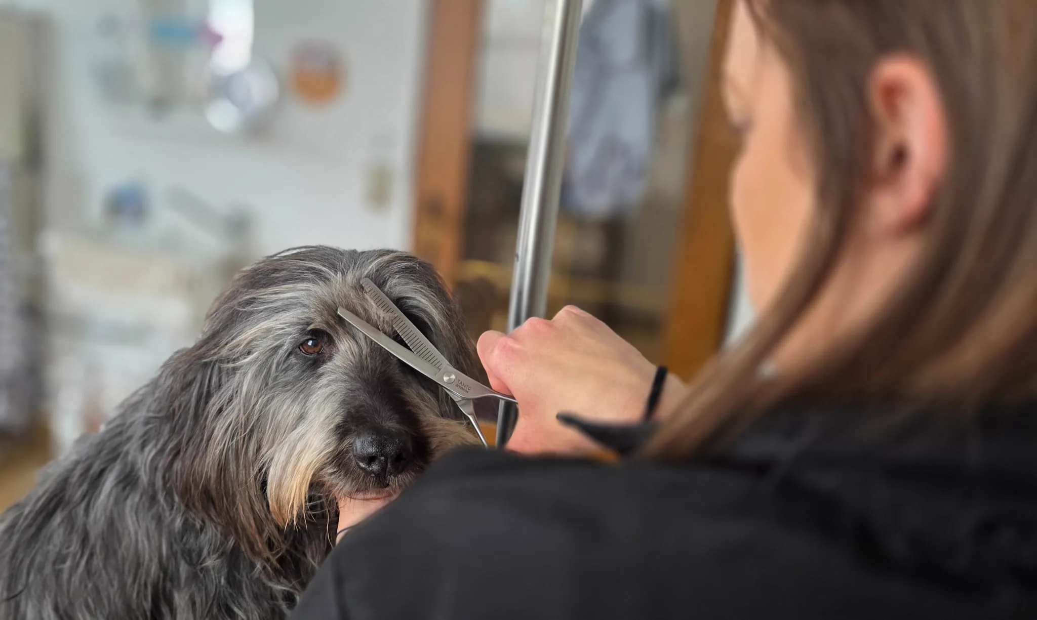 Hundefriseur bei Dogrelation in Enns – Hundefriseurin schneidet einem Rauhaardackel mit der Effilierschere das Fell
