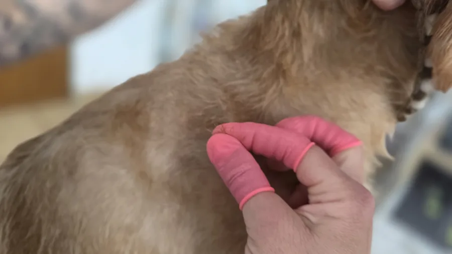 Wellness-Fellmassage für Hunde – Dogrelation Enns