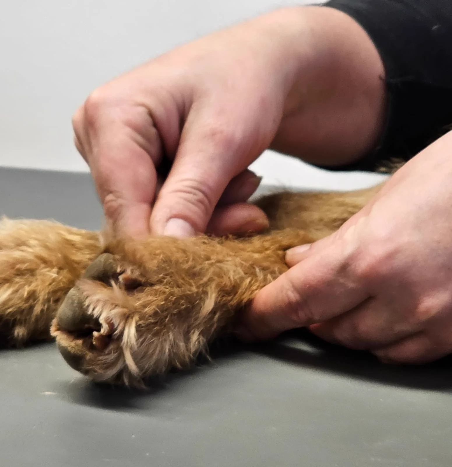 Hundemassage – sanfte Lockerung von Bein und Pfote bei einem entspannten Hund im Dogrelation Wohlfühlzentrum in Enns