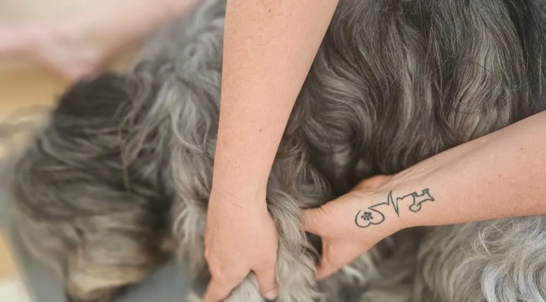Hundemassage – sanfte Hände auf dem Fell eines entspannten Hundes im Dogrelation Wohlfühlzentrum in Enns