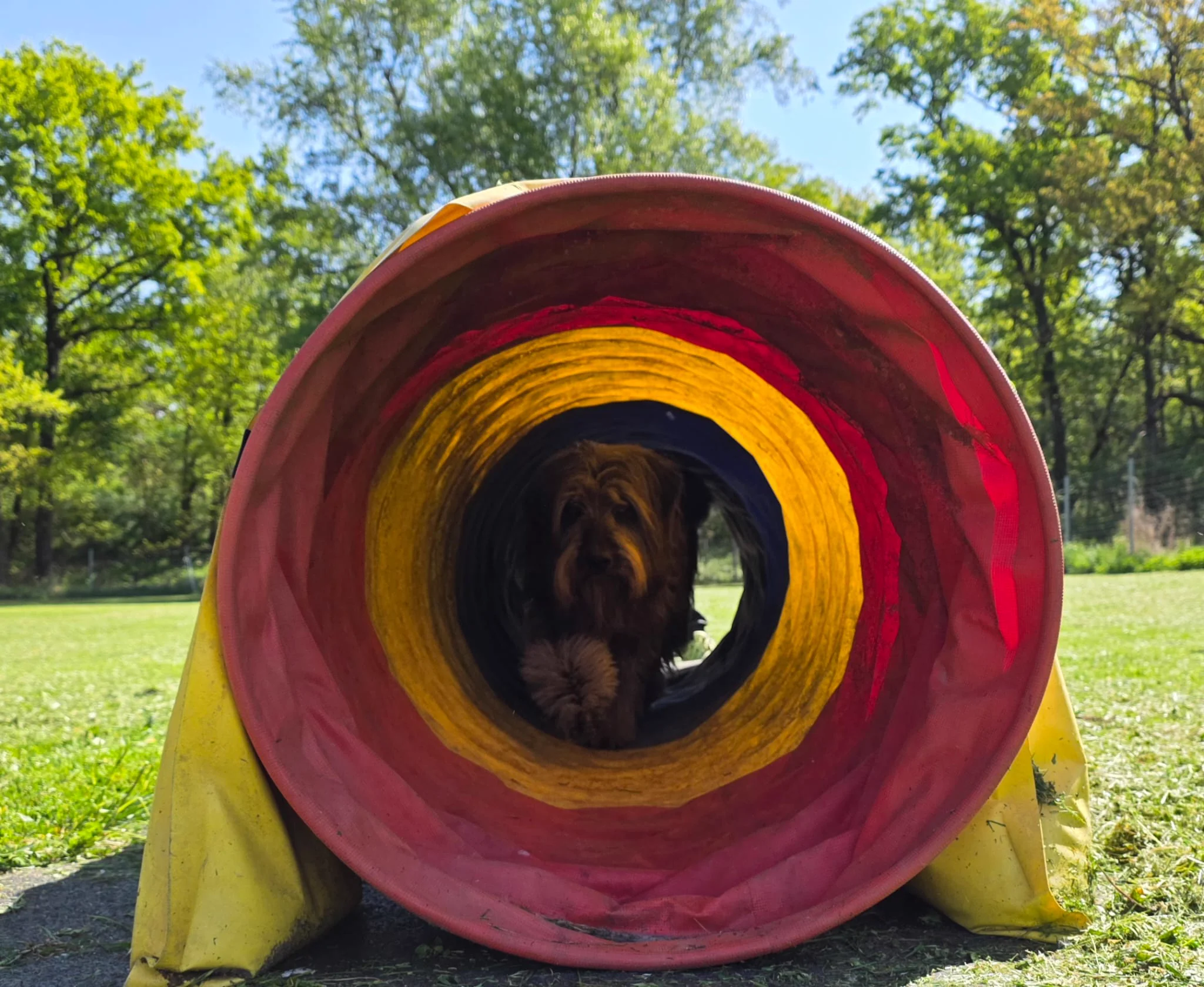 Hund schaut frontal aus dem Agility-Tunnel am Dogrelation Hundeplatz in Enns