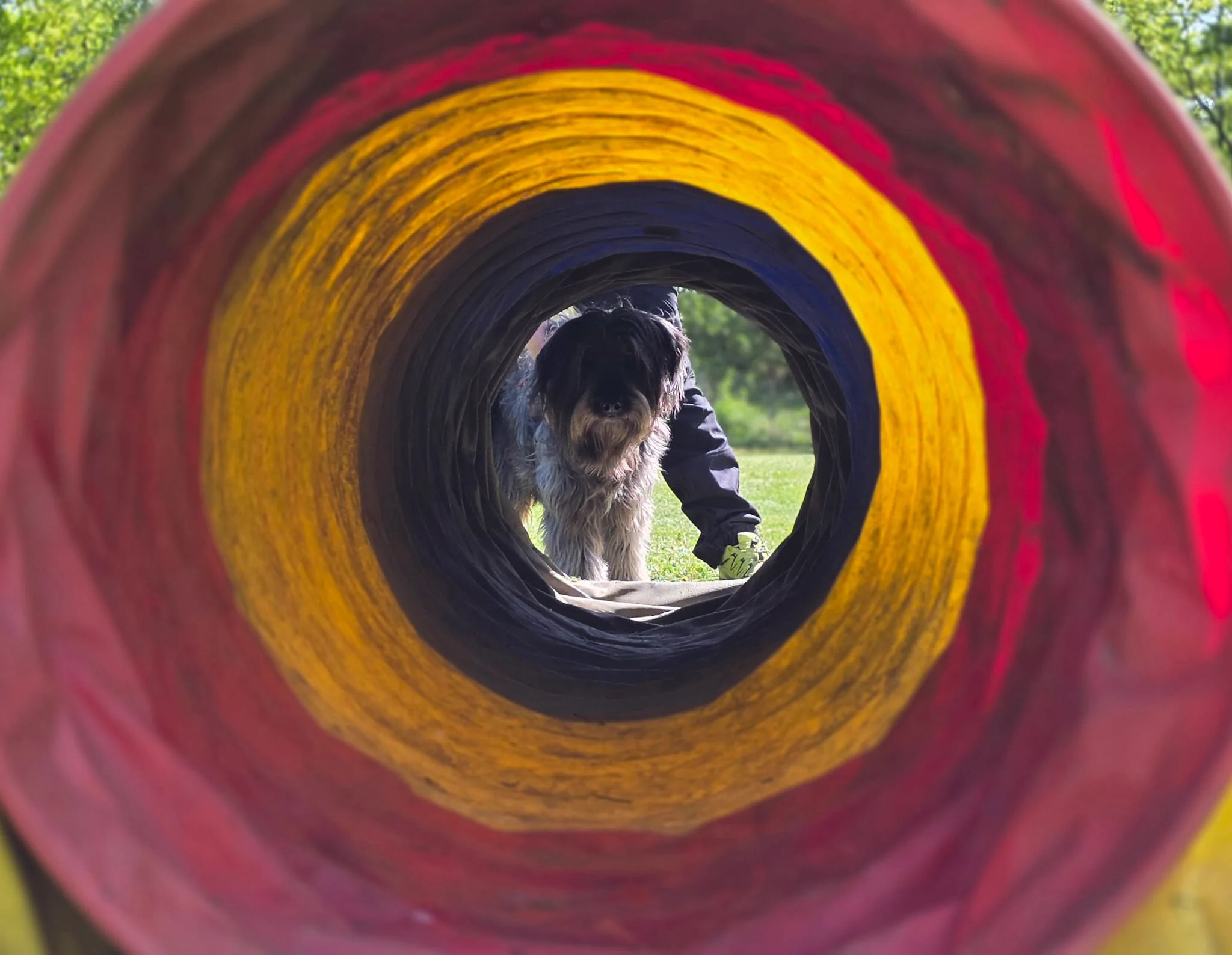 Zotteliger Hund am Tunnelende – Perspektivansicht durch den Agility-Tunnel am Dogrelation Hundeplatz