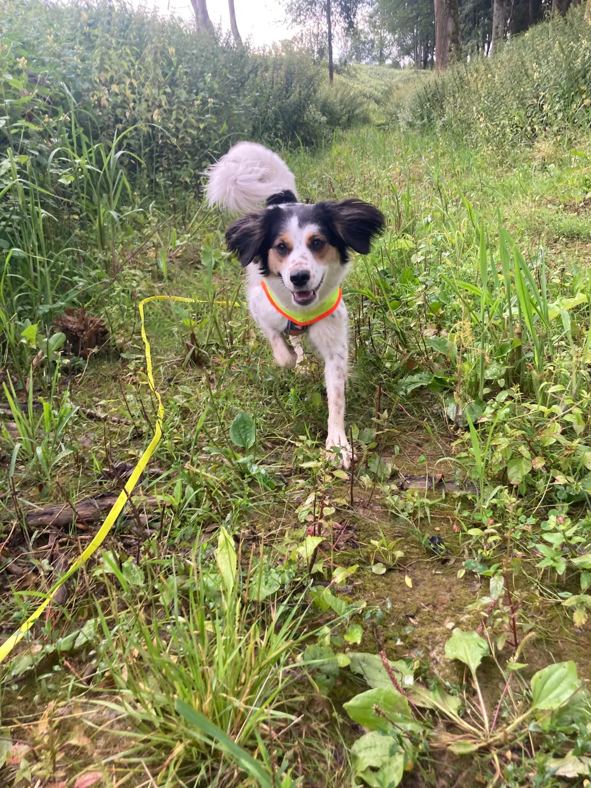 Junger Border-Collie-Mix läuft auf Wald-Trail – Spaziergang mit Long-Lead