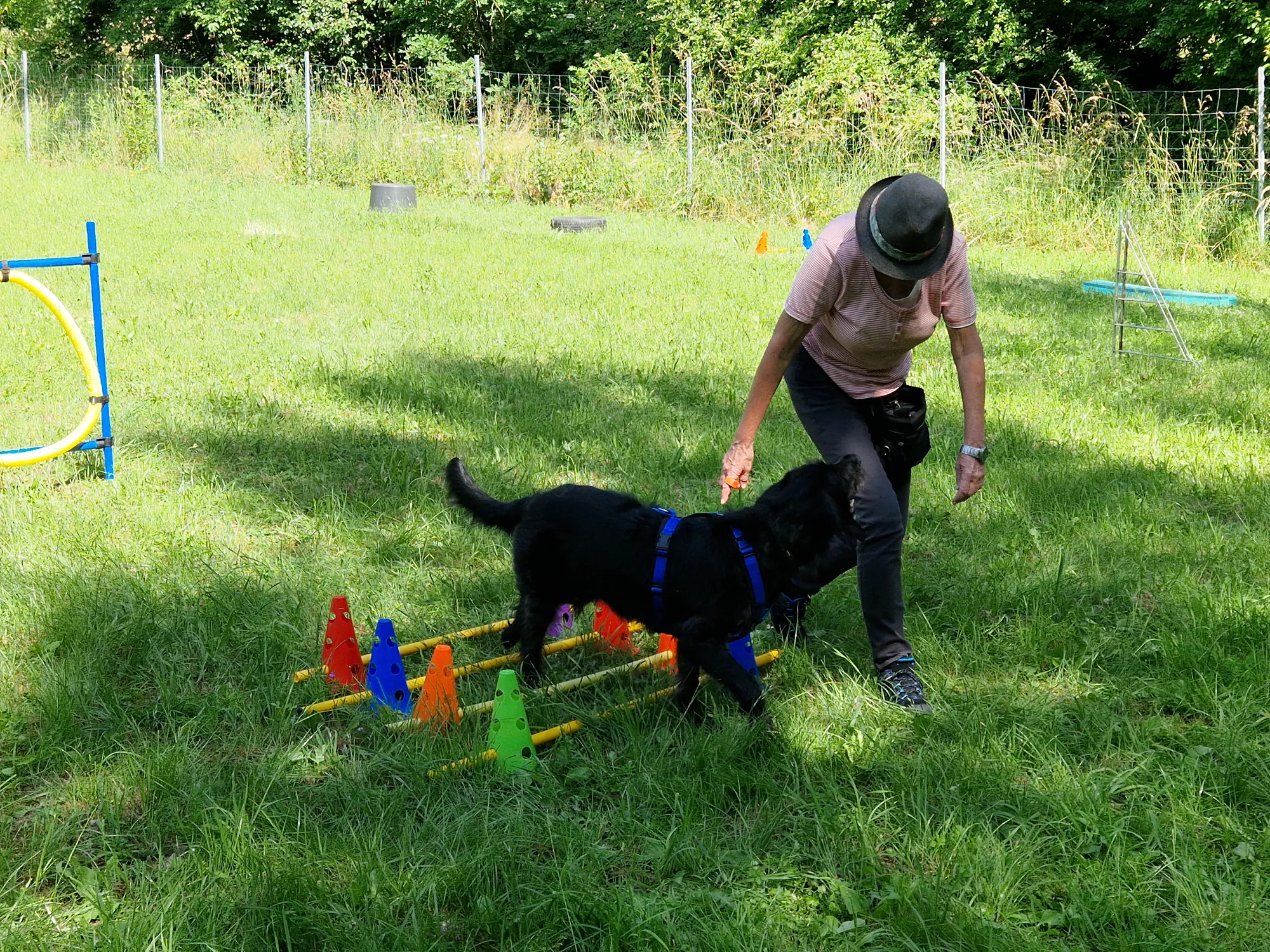 Trainerin arbeitet mit schwarzem Hund am Cavaletti – Koordinationstraining bei Dogrelation Enns