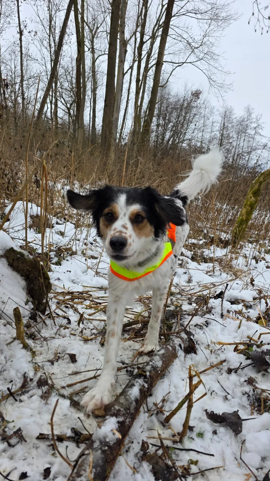 Hund mit Sicherheitshalsband im verschneiten Winterwald – Wintertraining Dogrelation