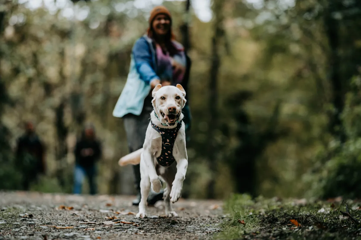 Mantrailing im Herbstwald – heller Labrador läuft auf der Spur durch Laub – Dogrelation (Bild 23)