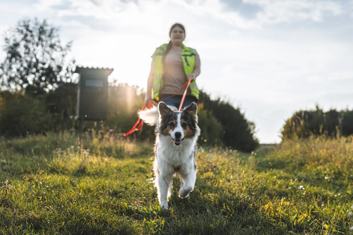 Mantrailing-Action – Trainerin läuft mit Hund über sonnige Wiese in Enns/OÖ (Bild 22)