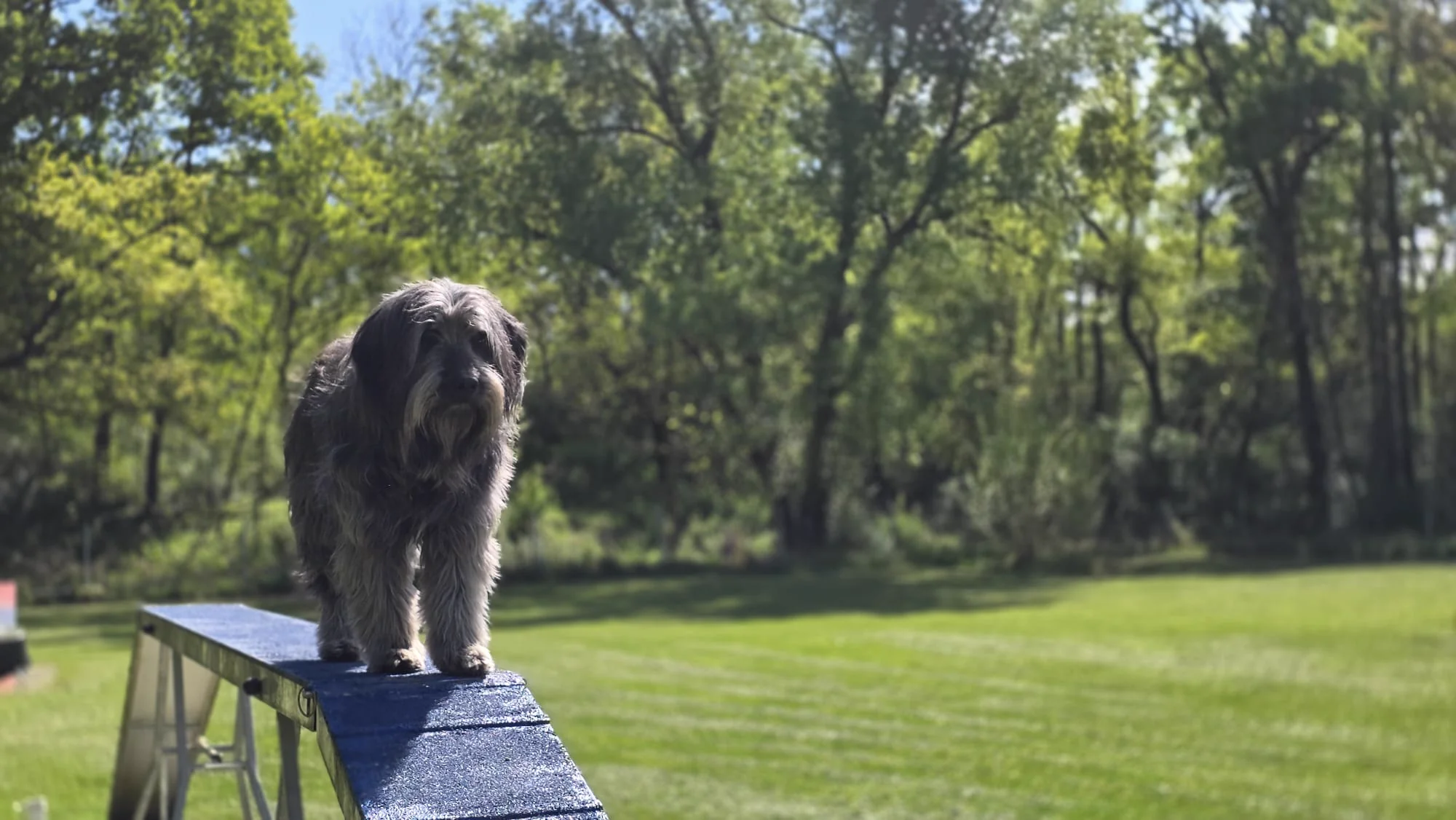 Grauer Hund balanciert auf der Agility-Wippe am Hundeplatz – Trainingsgelände Dogrelation Enns