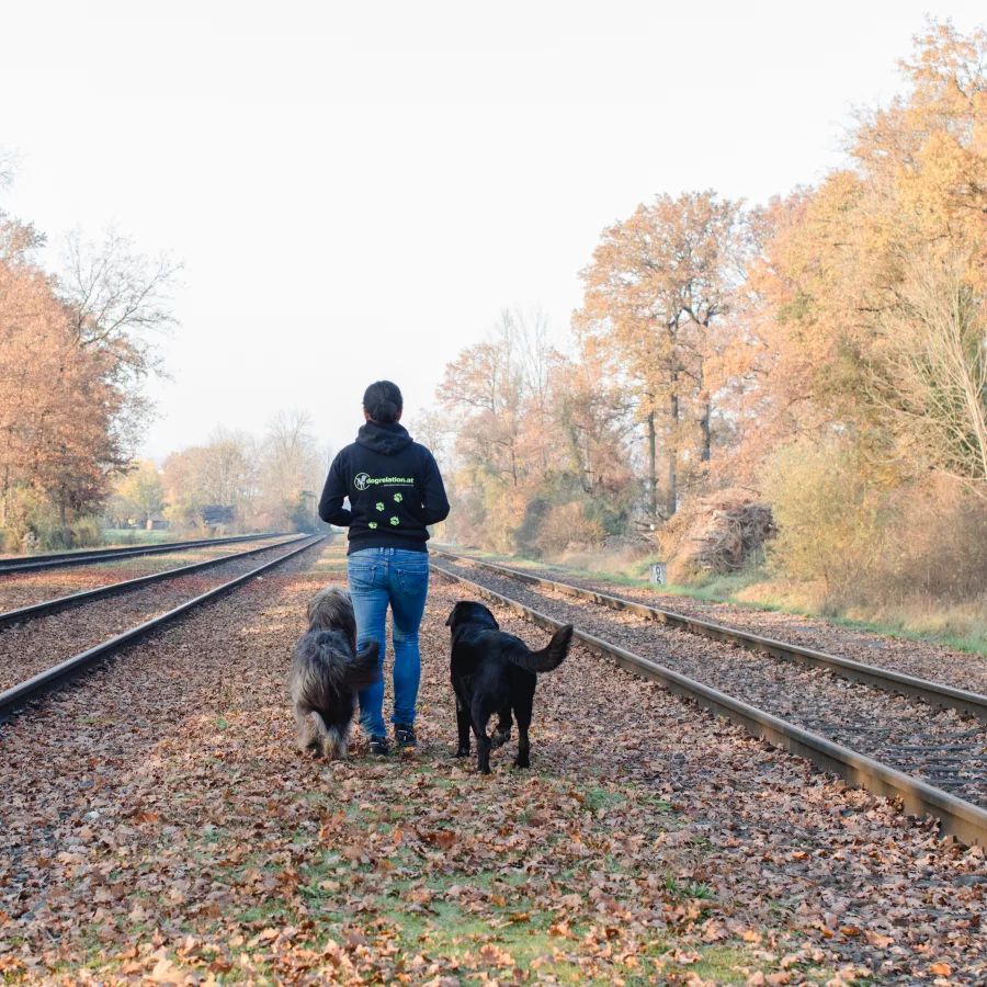 Hundetraining bei Dogrelation in Enns – Silke mit zwei Hunden im Herbst