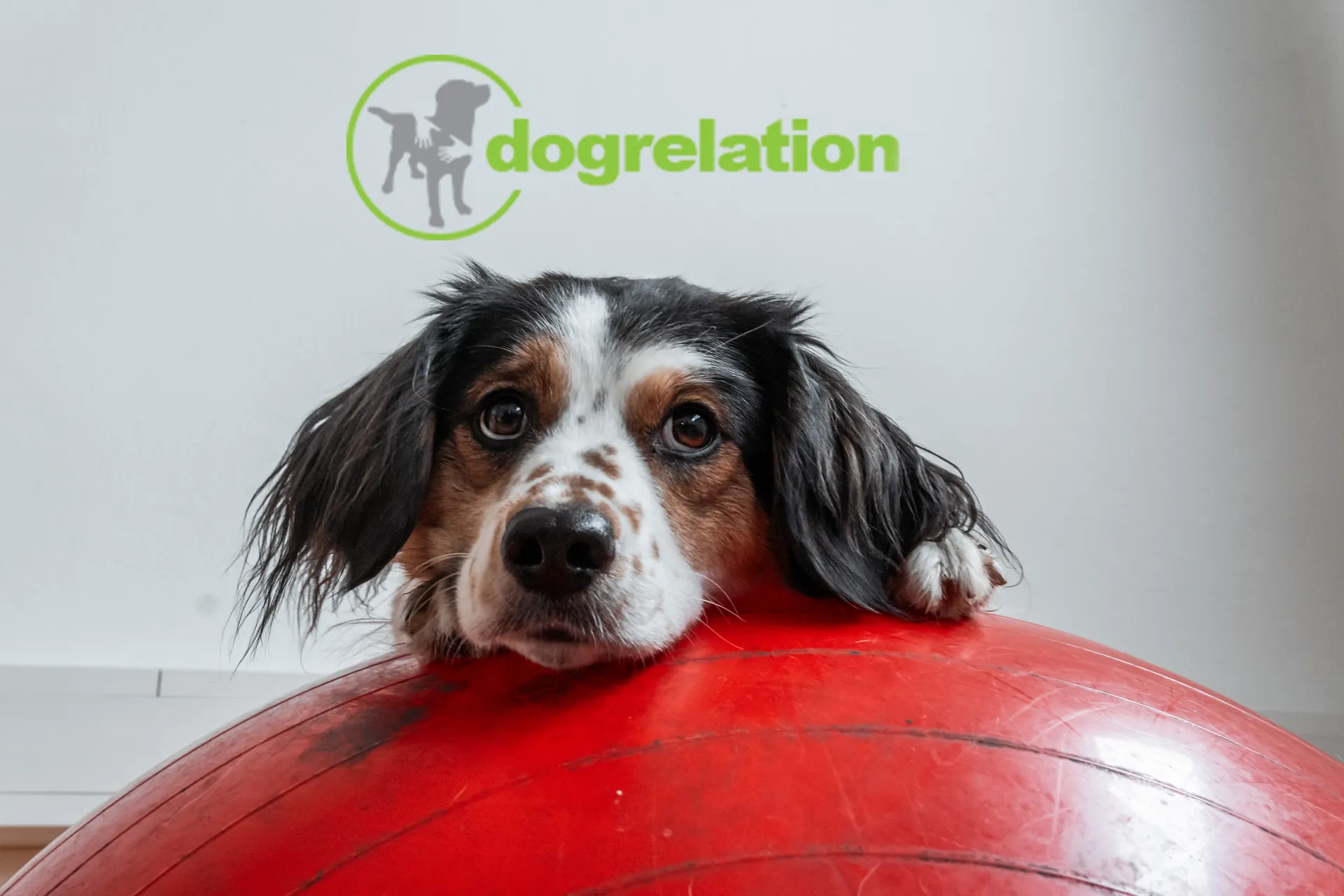 Spaniel-Mix entspannt auf rotem Pezziball im Hundeturnen – Dogrelation Wohlfühlzentrum in Enns
