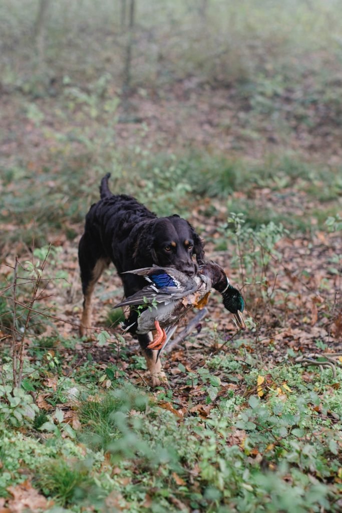 Jagdhund beim Apportieren – Hundeschule nahe Linz