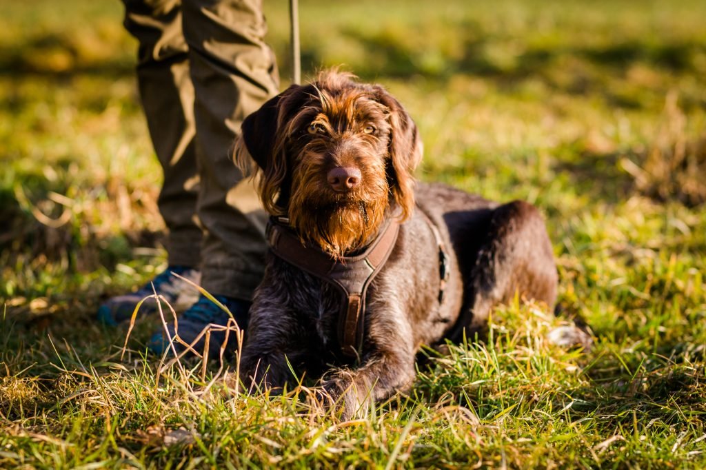 Apportiertraining für Jagdhunde in OÖ
