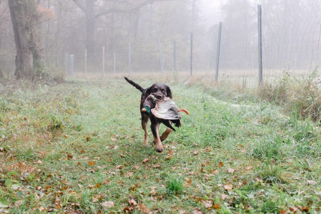 Jagdhundausbildung in Enns – Training auf dem Feld