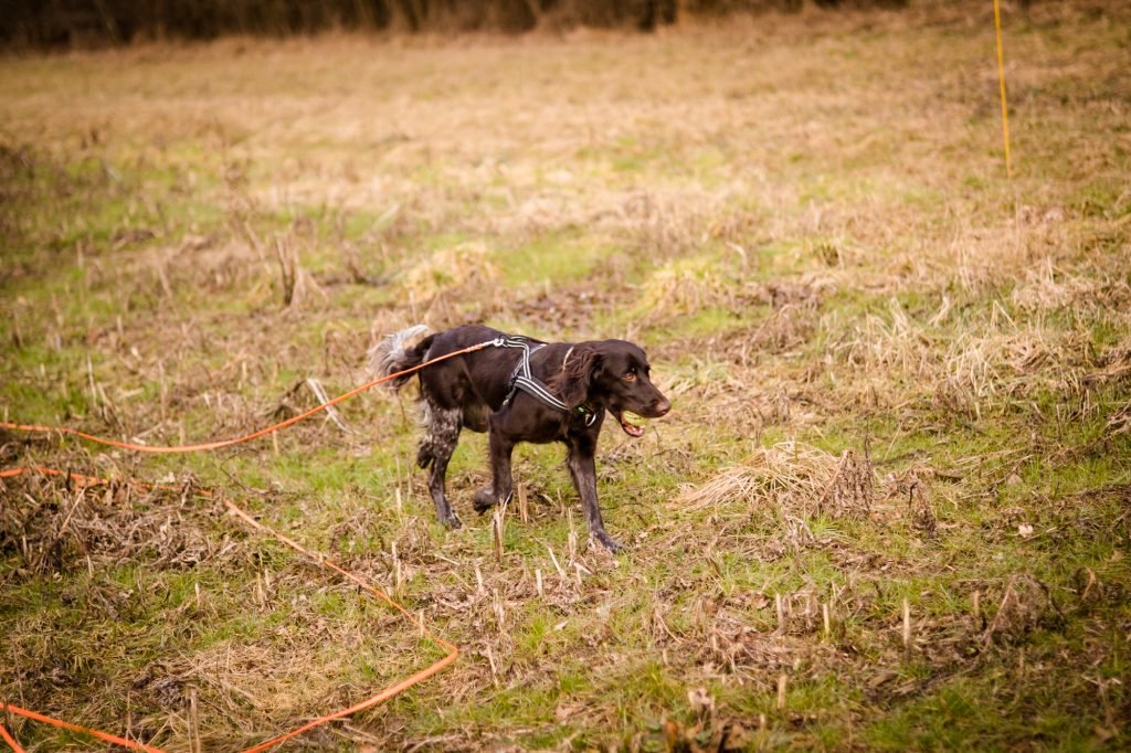 Jagdhundausbildung im Feld – Oberösterreich