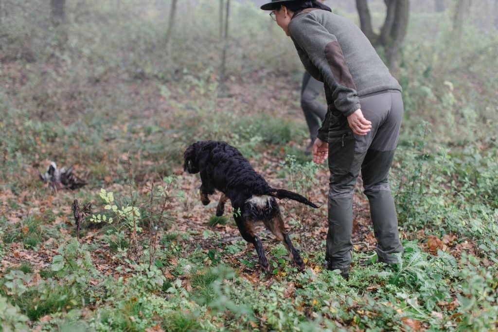 Jagdhundtraining Feldarbeit in Oberösterreich