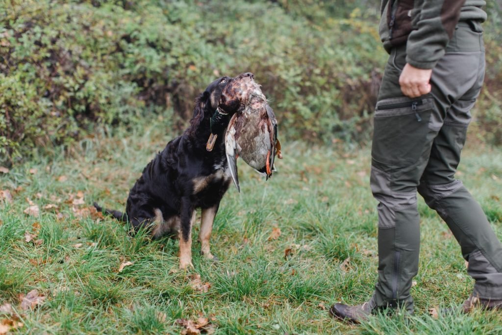 Jagdhundtraining Gehorsam – Ausbildung bei Linz