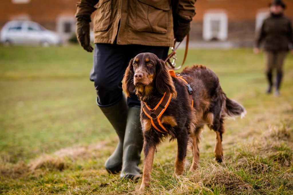 Jagdhundtraining in der Praxis – Hundeschule Dogrelation