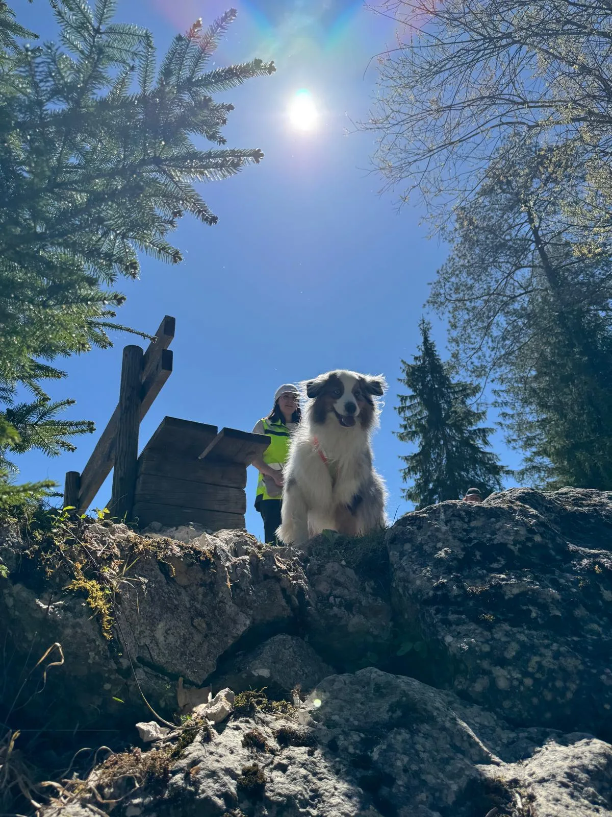 Mantrailing mit Hund – Nasenarbeit in Enns (Bild 6)
